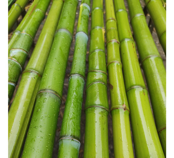 Caña De Bambú/tacuara Verde, Tutores, 2 Mts- 1 Unidad.envios 1