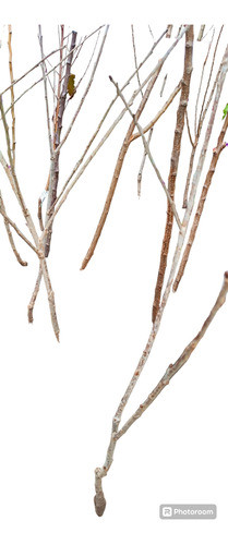 Frutales Damascos. Durazneros Blanco , Pavia Y Rey Del Monte 1