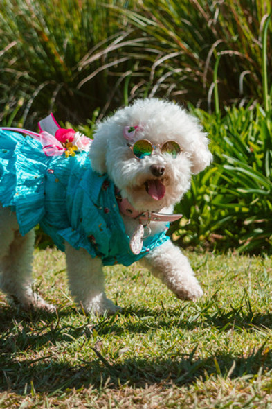 Vestidos Blondas De Mascotas, Mediano 1 Vestidos Blondas De Mascotas, Mediano 1