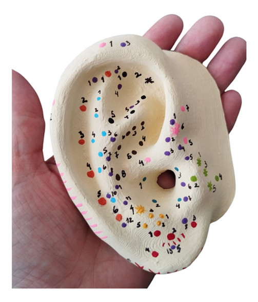 Orejas (pabellón) Con Puntos Para Auriculoterapia (2) 0