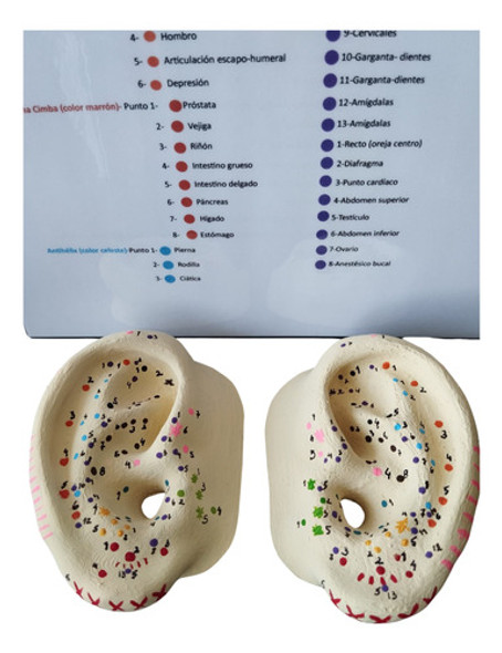 Orejas (pabellón) Con Puntos Para Auriculoterapia (2) 1