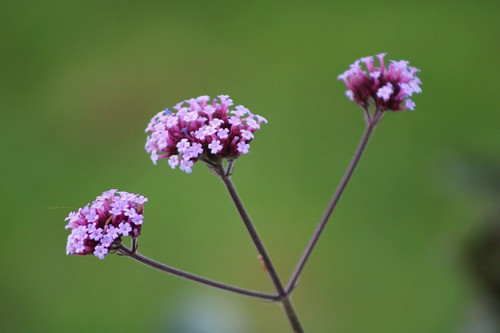 Verbena Bonarensis 1