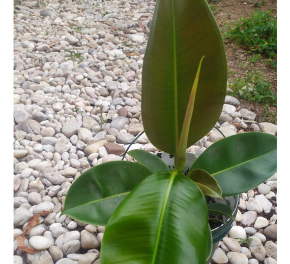 Gomero! Ficus Elástica, Planta Hermosa Muy Saludable 1