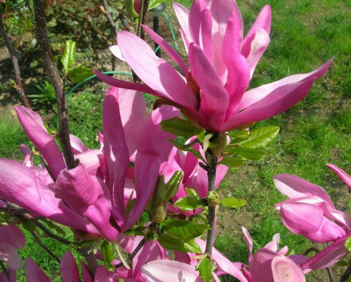 Magnolia Arbustos Florales Místicos Medicinales 0