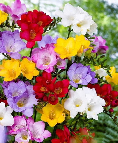 Bulbo De Fresias Dobles Muy Perfumadas X20! Colores Varios 1