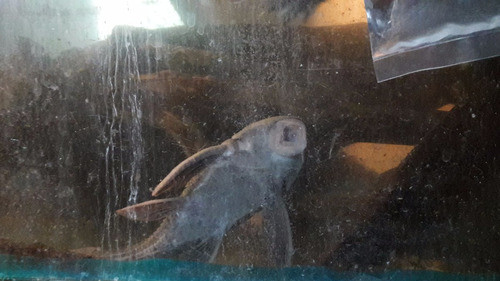 Carpitas Koi De  3cm, Varios Colores 1