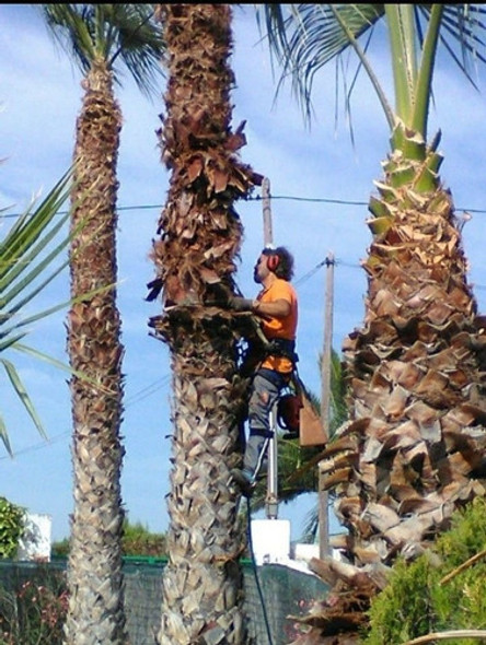 Palmeras ,podas Y Extraccion 0 Palmeras ,podas Y Extraccion 0
