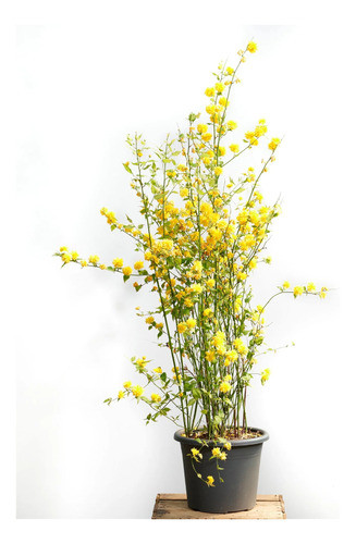 Rosa Japonesa, Mosqueta Amarilla ( Kerria Japónica) 0