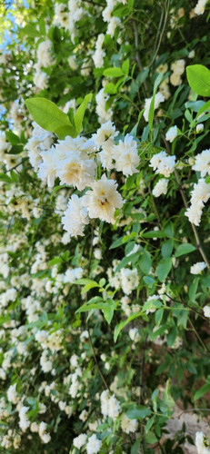 Rosa Japonesa, Mosqueta Amarilla ( Kerria Japónica) 1