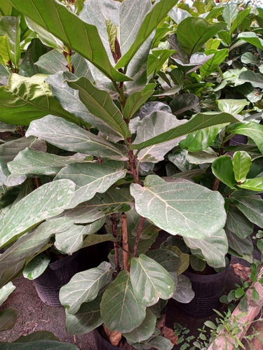 Ficus Pandurata - Hermoso,grande - Entrega Gratis Caba Y Gba 1