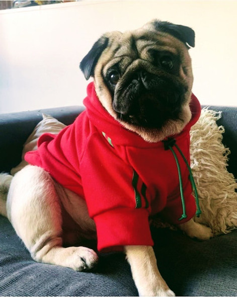 Buzo Hoodie Ropa De Perro Friza Rojo Algodon Talles Varios 0 Buzo Hoodie Ropa De Perro Friza Rojo Algodon Talles Varios 0