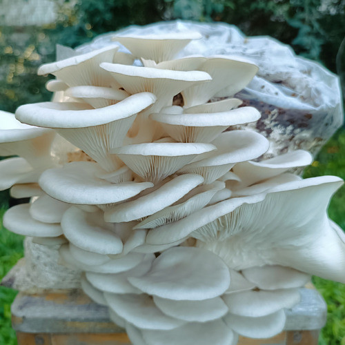 Hongos Comestibles Y Bolsas Para Crecer En Casa 1