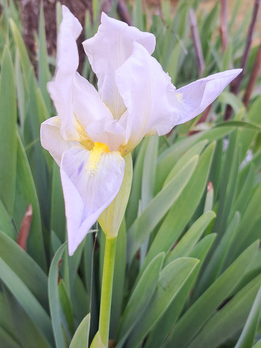 Plantas Lirio Blanco 1