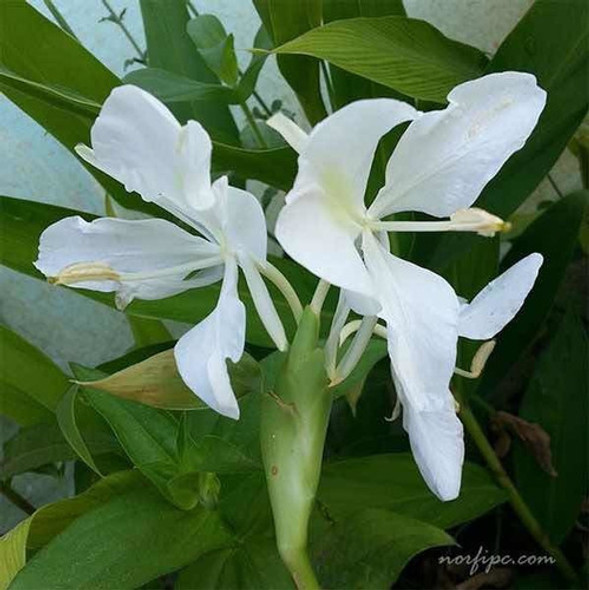 Planta Caña De Ambar - Hedychium - Cantero Jardin 1