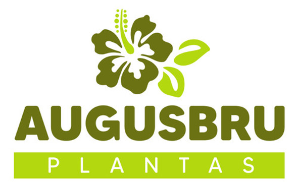 Plantin Aromaticas Por 3 Unidades 0 Plantin Aromaticas Por 3 Unidades 0