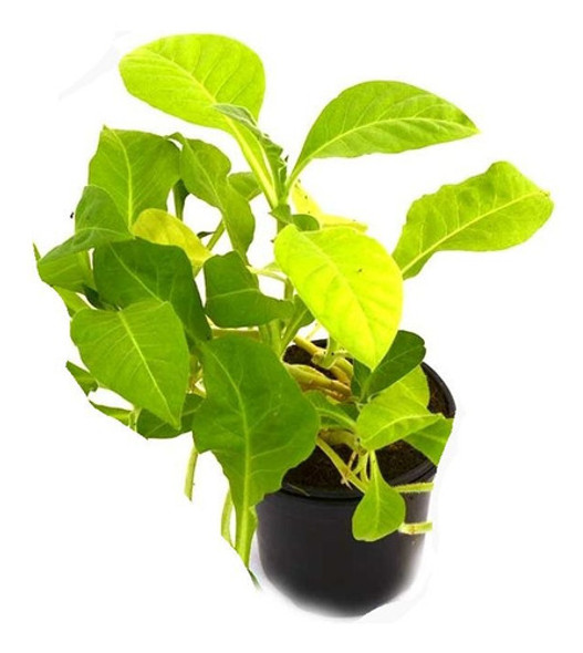 Plantas De Tabaco Virginia 0 Plantas De Tabaco Virginia 0