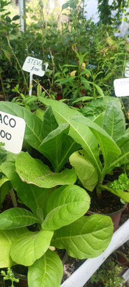 Plantas De Tabaco Virginia 1 Plantas De Tabaco Virginia 1