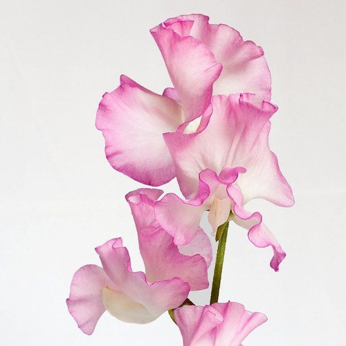 Cortante Sweet Pea/arvejilla Cód. 069 1