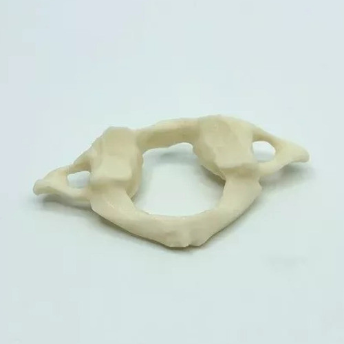 Vertebra Atlas - Impresión 3d - Anatomía - Stock Disponible 0