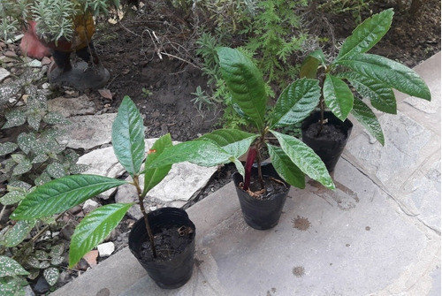 Plantines De Níspero. 100$ Cada Uno. 0