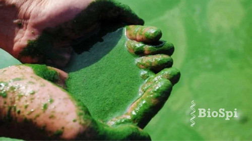 Alimento Para Espirulina: Medio Nutritivo 1