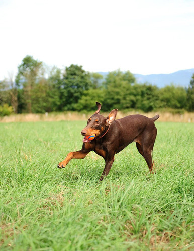 Chuckit Dog Fetch Fold Lanzador De Bolas Mediano Ews 1