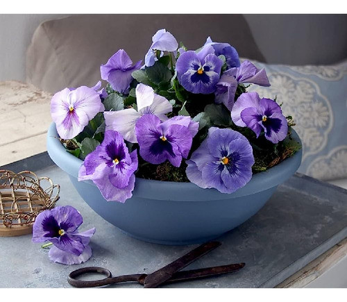 The Hc Companies 12 Inch Garden Bowl Planter - Maceta Poco P 1