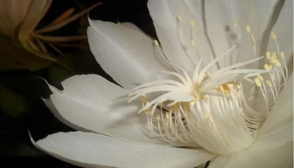 Planta Dama De Noche  Epiphyllum Oxipetalum 1