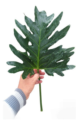 Hojas Naturales X 6 Costilla Adan Varios Decoracion Isiflor 1