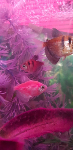 Pez Monjita Bee Rosa 0