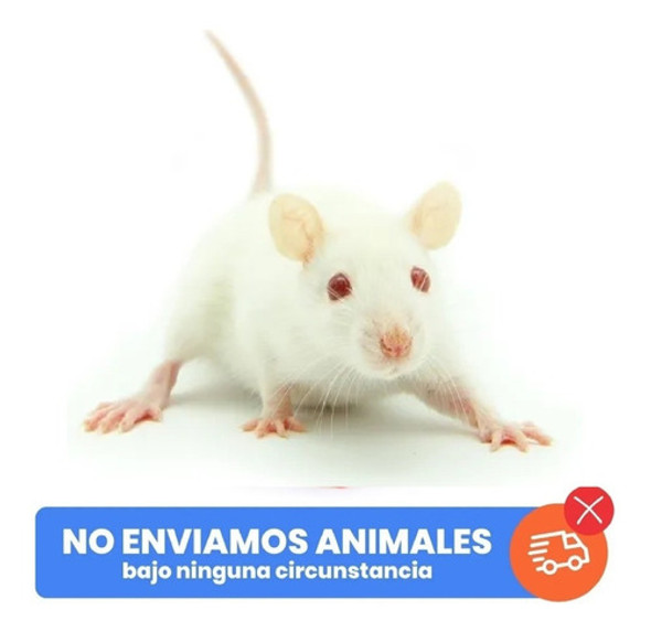 Lauchas Ratoncitos Nacidos En Criadero 1