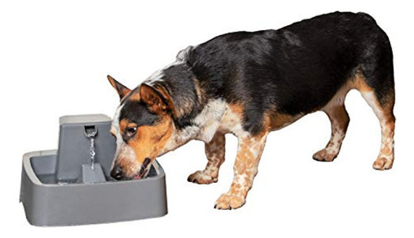 Petsafe Drinkwell Fuente Para Mascotas De 1 Galón - Para Gat 0