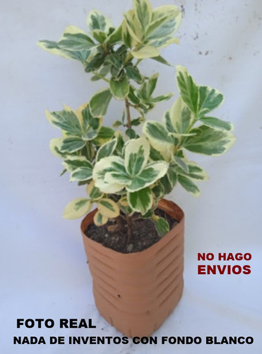 Evonimo - Variegado ( Fortunei ) 2 Opciones. No Hago Envios 1
