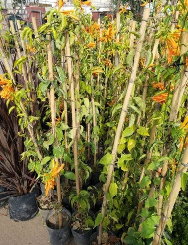 Planta De Bignonia Venusta Trompeta Enredadera Naranja 1