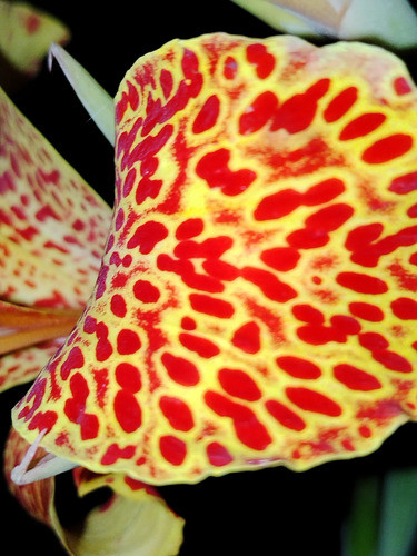 Planta De Achira Atigrada En Flor 0