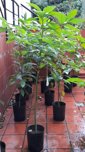 Palta Hass - Fuerte. Vivero Daimai, Certificado Por Senasa 1