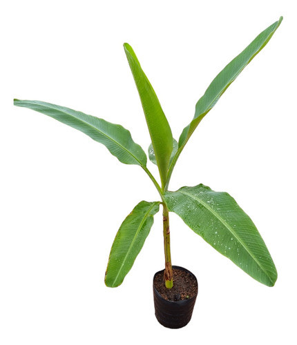 Planta Bananero!! 0