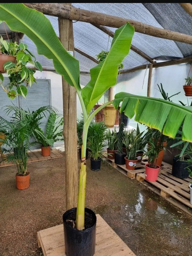 Planta Bananero!! 1