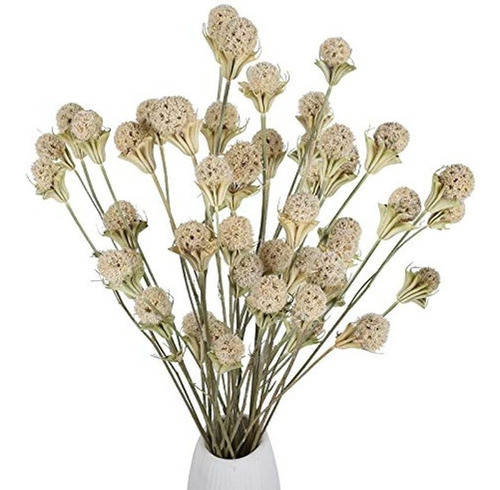 ~?xhxstore 40 Bolas Ramo De Flores Secas Naturales Craspedia 0