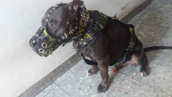 Bozal De Cuero Legitimo Talla Pitbull 1