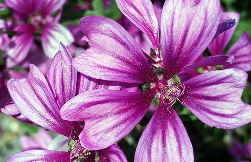Extracto Fluido Malva 20cc. Extracto Natural Cosmética 0