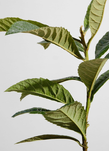 Níspero Hojas 1kg 0