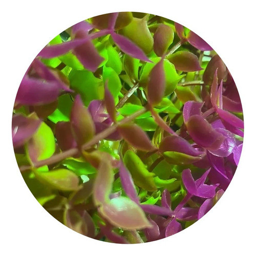 Pasto Artificial 40x60 Hojas Eucalipto Fucsia/verde Jardin 0