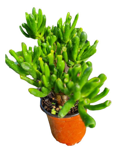 Árbol De Jade ( Árbol De La Vida!!) 0