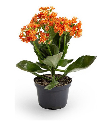 Planta De Kalanchoe 0