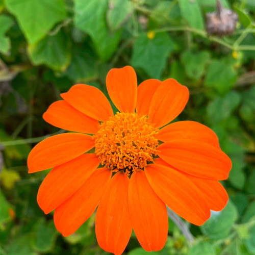 Semillas Orgánicas Girasol, Mexicano 0