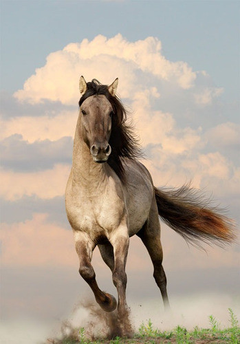 Lamina Fine Art Caballo 50x70 Myc 0