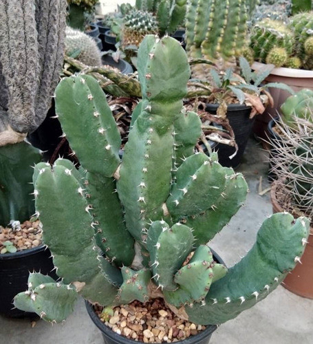 Cactus Euphorbia Resinifera ( Colección) 1