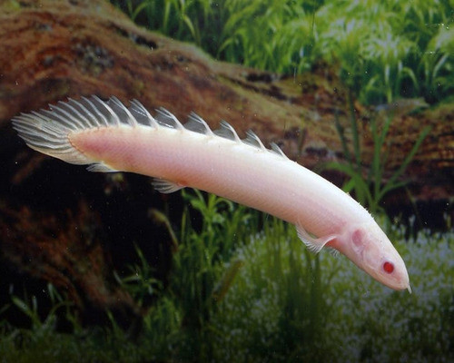 Dragon Bichir Senegalus Albinos 12 Cm 1
