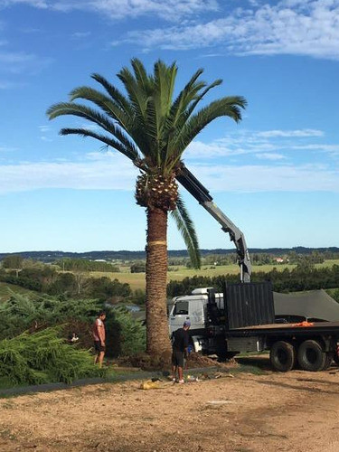 Palmera Phoenix Canarienses 1